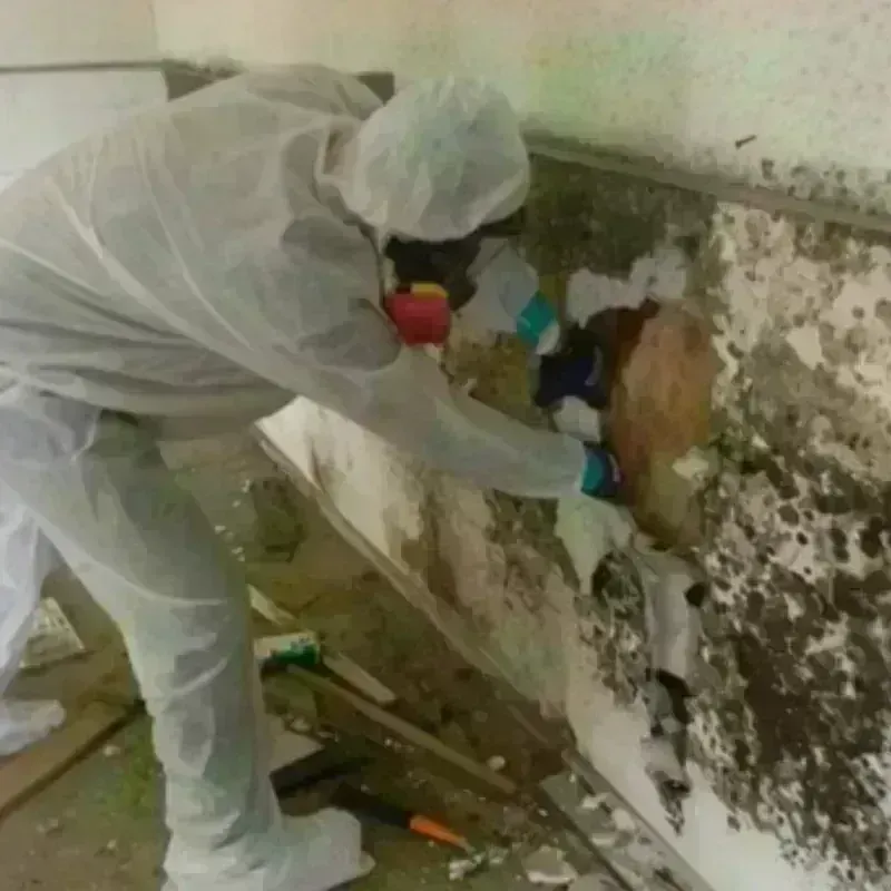 Mold Remediation and Removal in Village of Campton Hills, IL